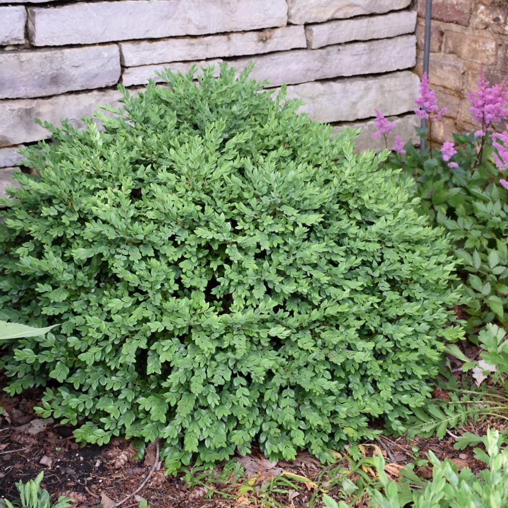 NetPS Plant Finder (www.netpsplantfinder.com)