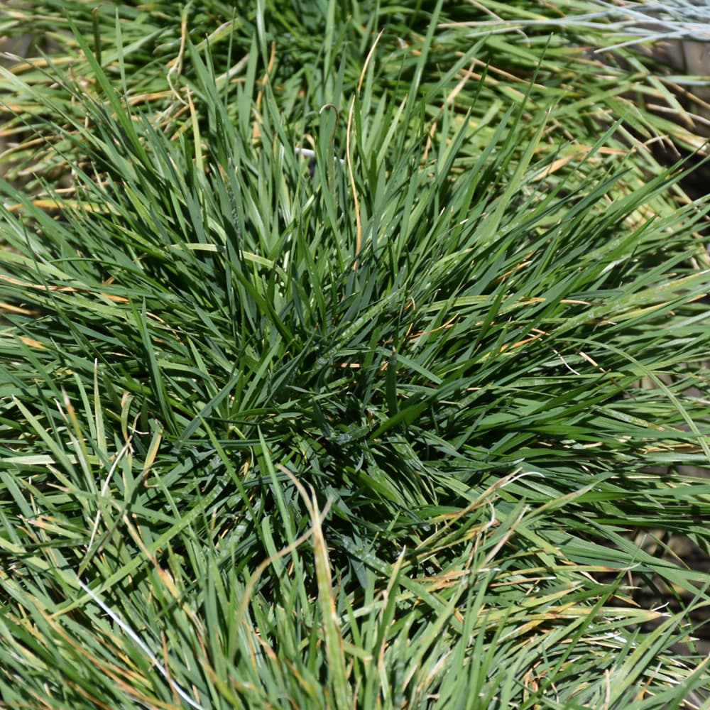 Deschampsia Pixie Fountain