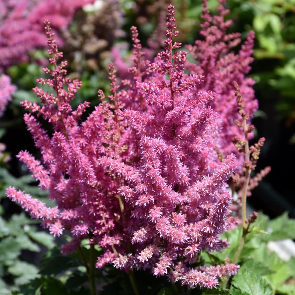 Astilbe Little Vision Pink