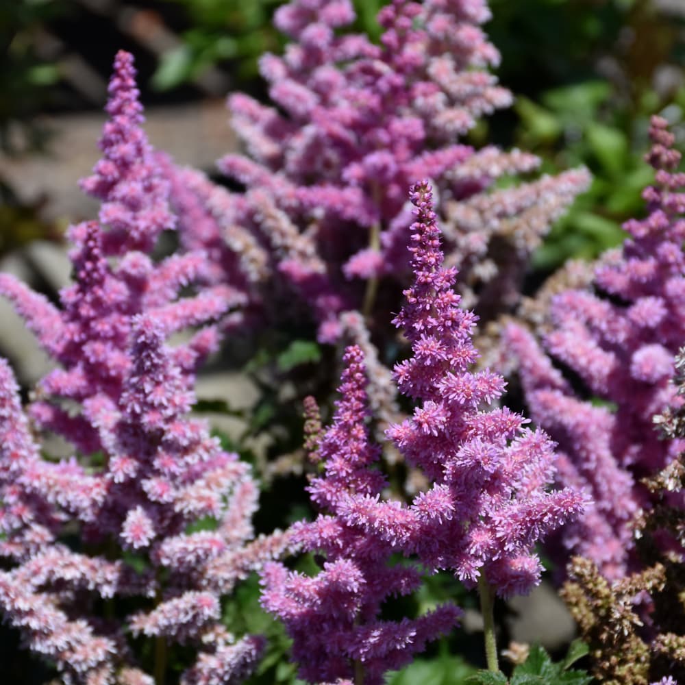 Astilbe Little Vision Purple