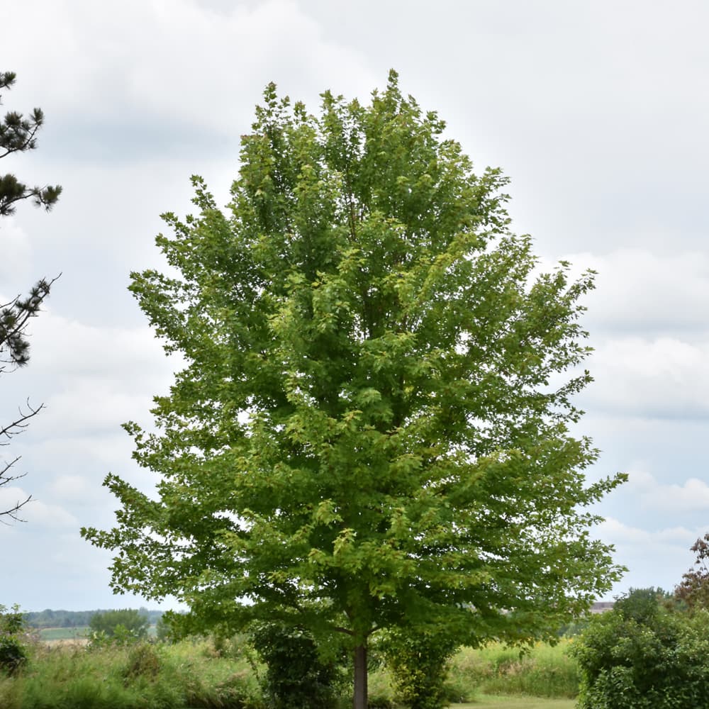 NetPS Plant Finder (www.netpsplantfinder.com)