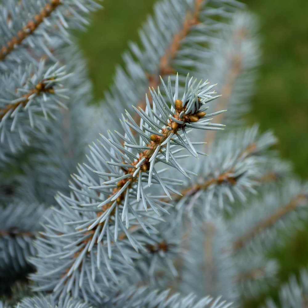NetPS Plant Finder (www.netpsplantfinder.com)