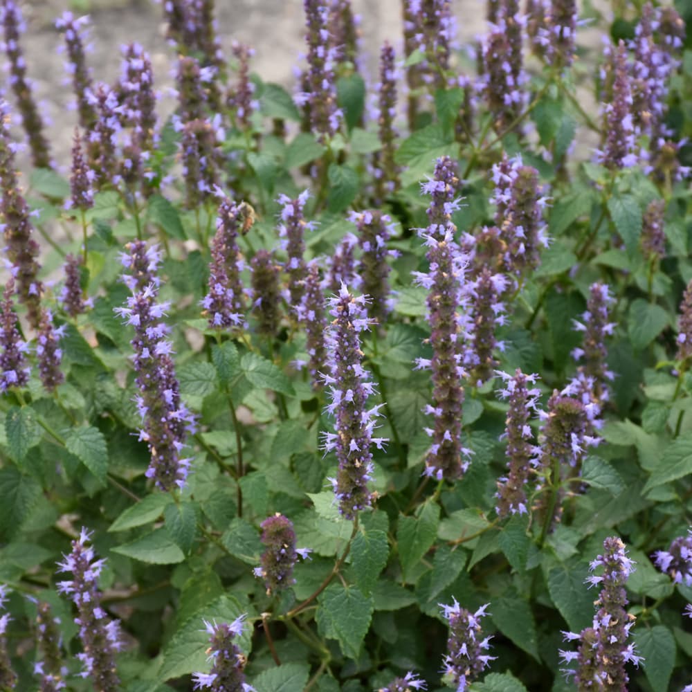 NetPS Plant Finder (www.netpsplantfinder.com)