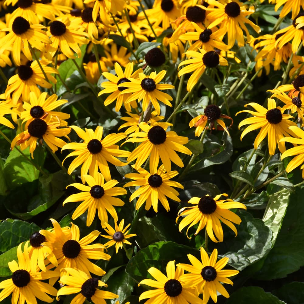 Rudbeckia American Gold Rush