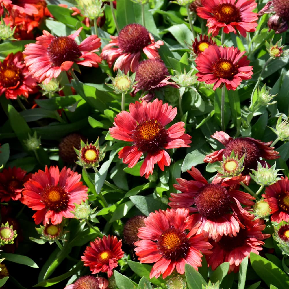 NetPS Plant Finder (www.netpsplantfinder.com)