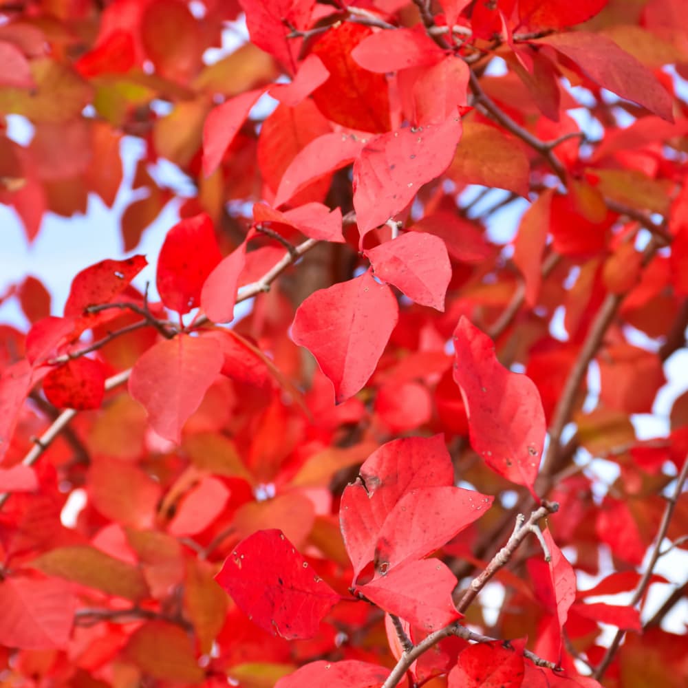 NetPS Plant Finder (www.netpsplantfinder.com)