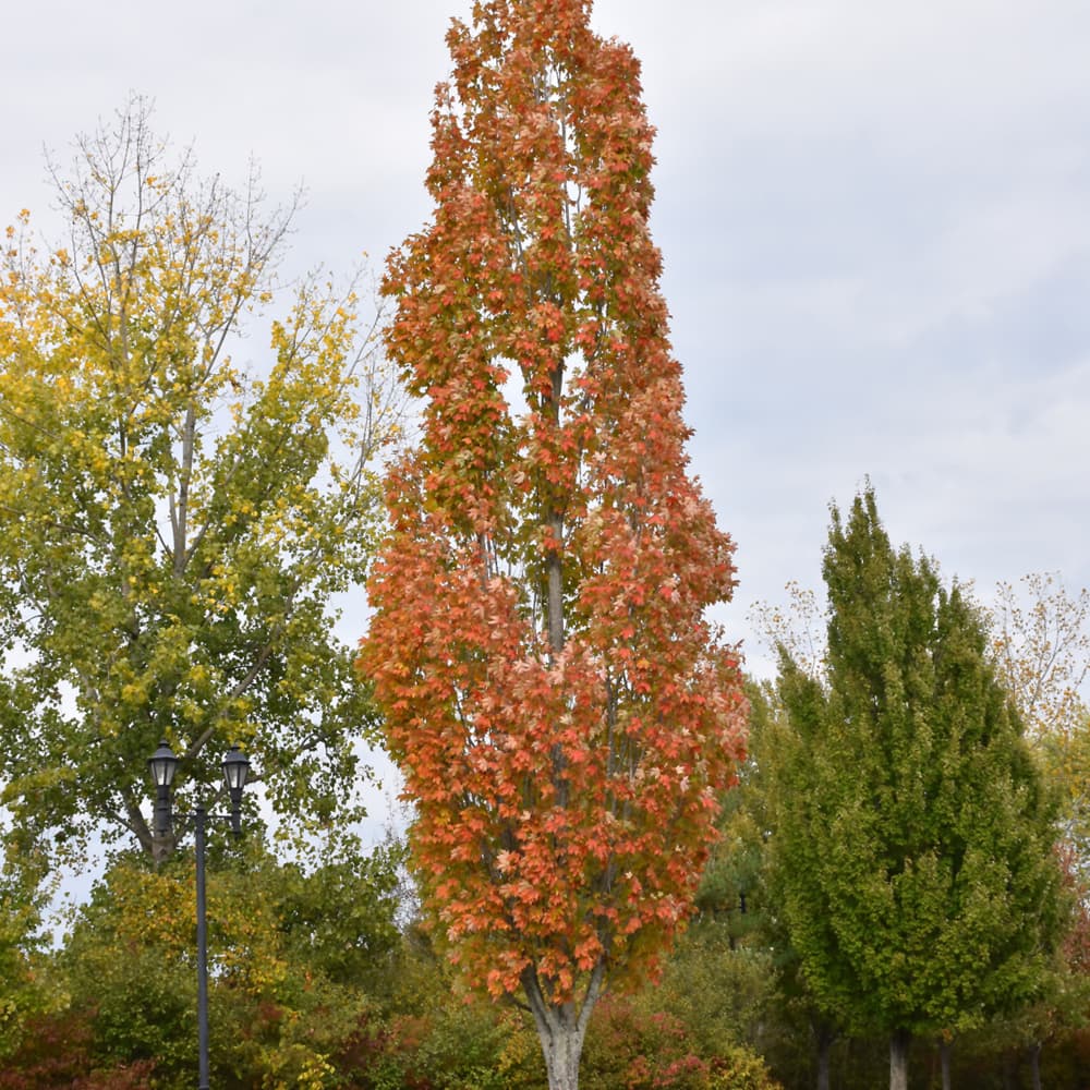 NetPS Plant Finder (www.netpsplantfinder.com)