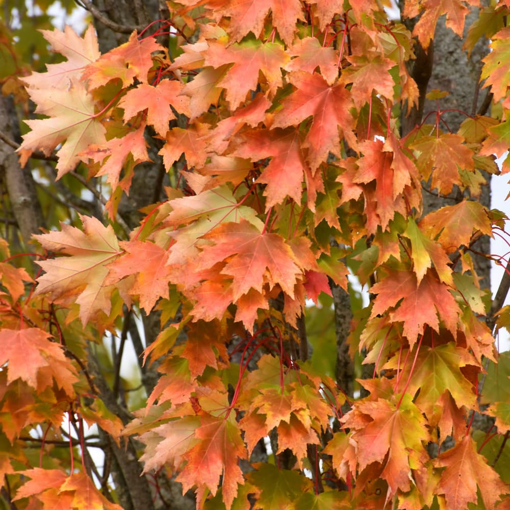 NetPS Plant Finder (www.netpsplantfinder.com)