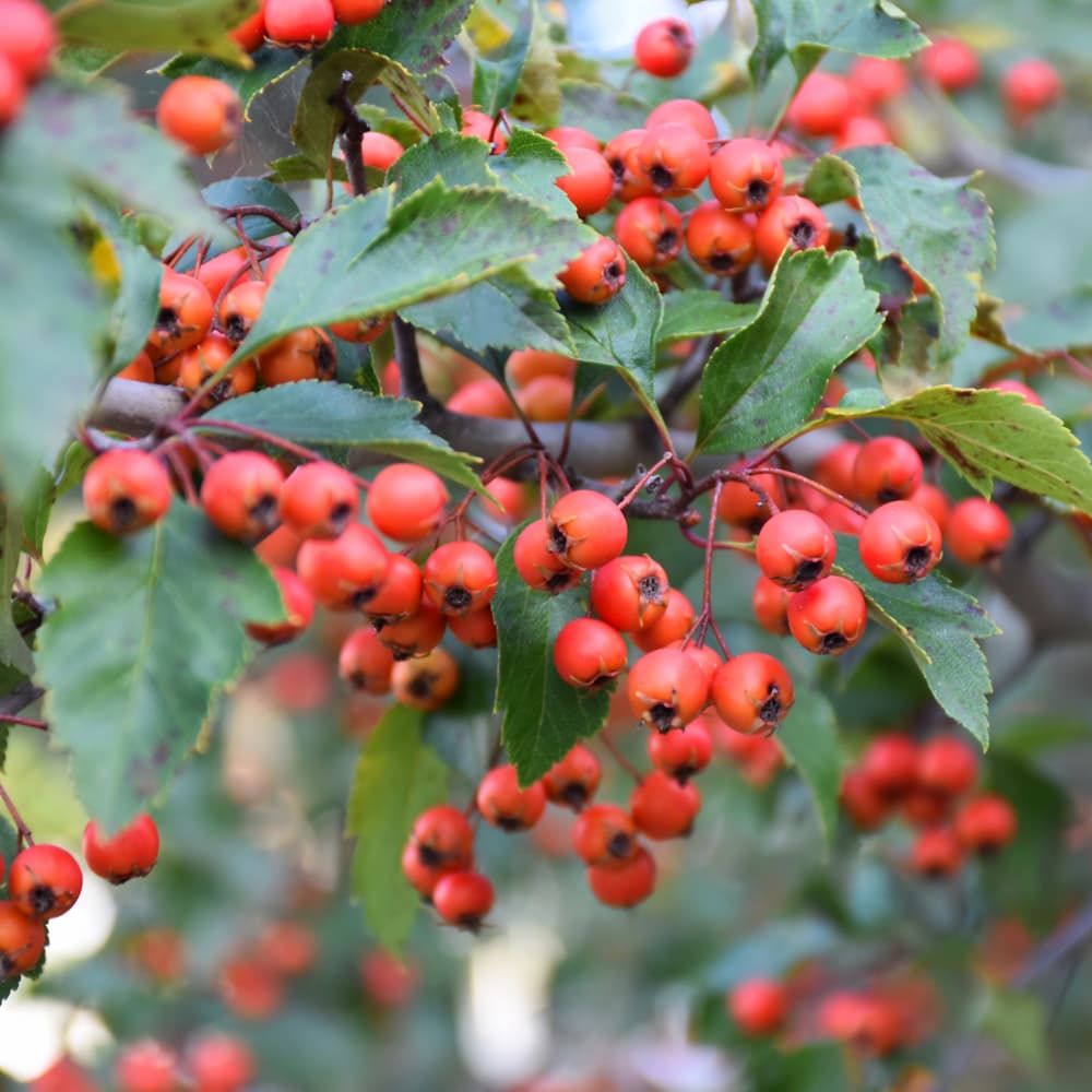 NetPS Plant Finder (www.netpsplantfinder.com)