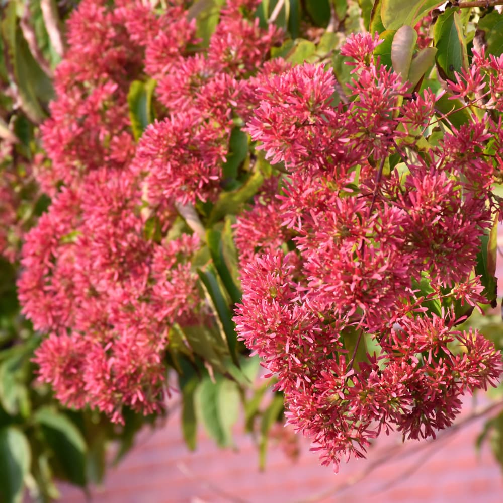 NetPS Plant Finder (www.netpsplantfinder.com)