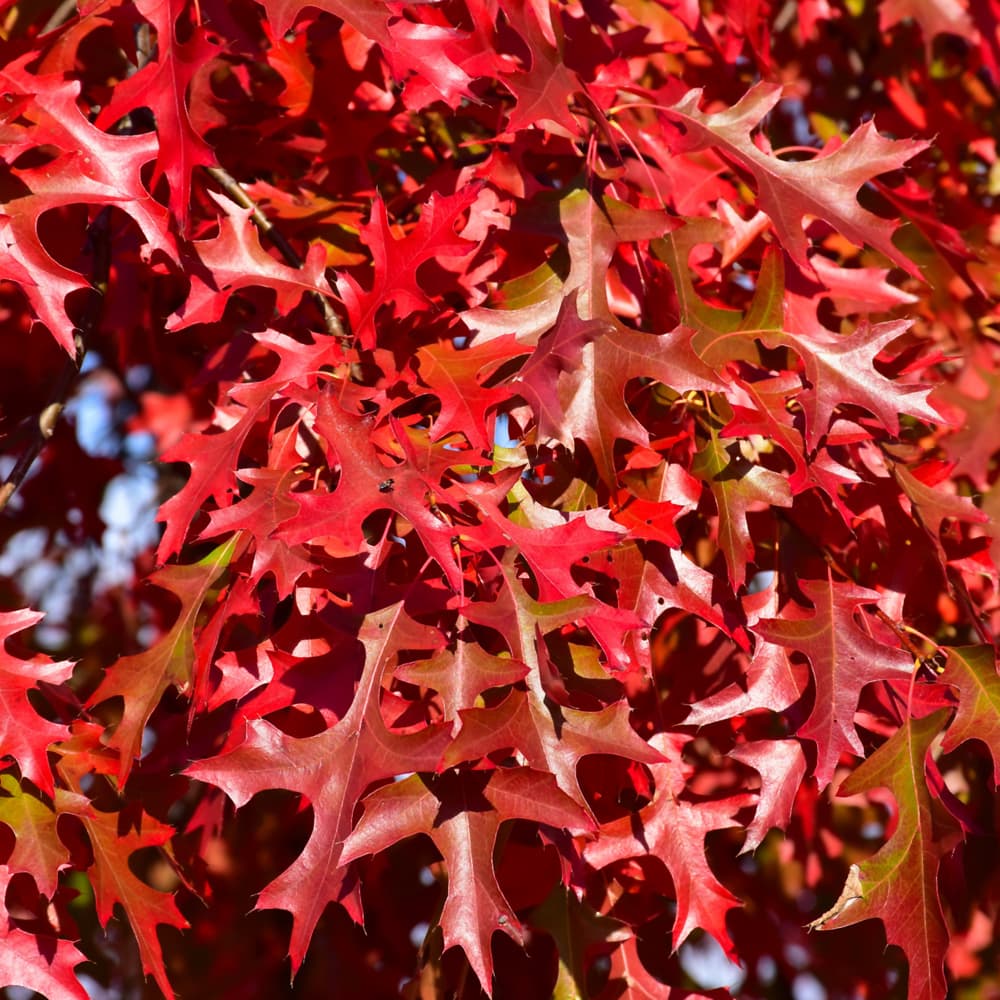 NetPS Plant Finder (www.netpsplantfinder.com)