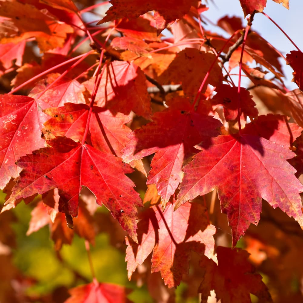 NetPS Plant Finder (www.netpsplantfinder.com)