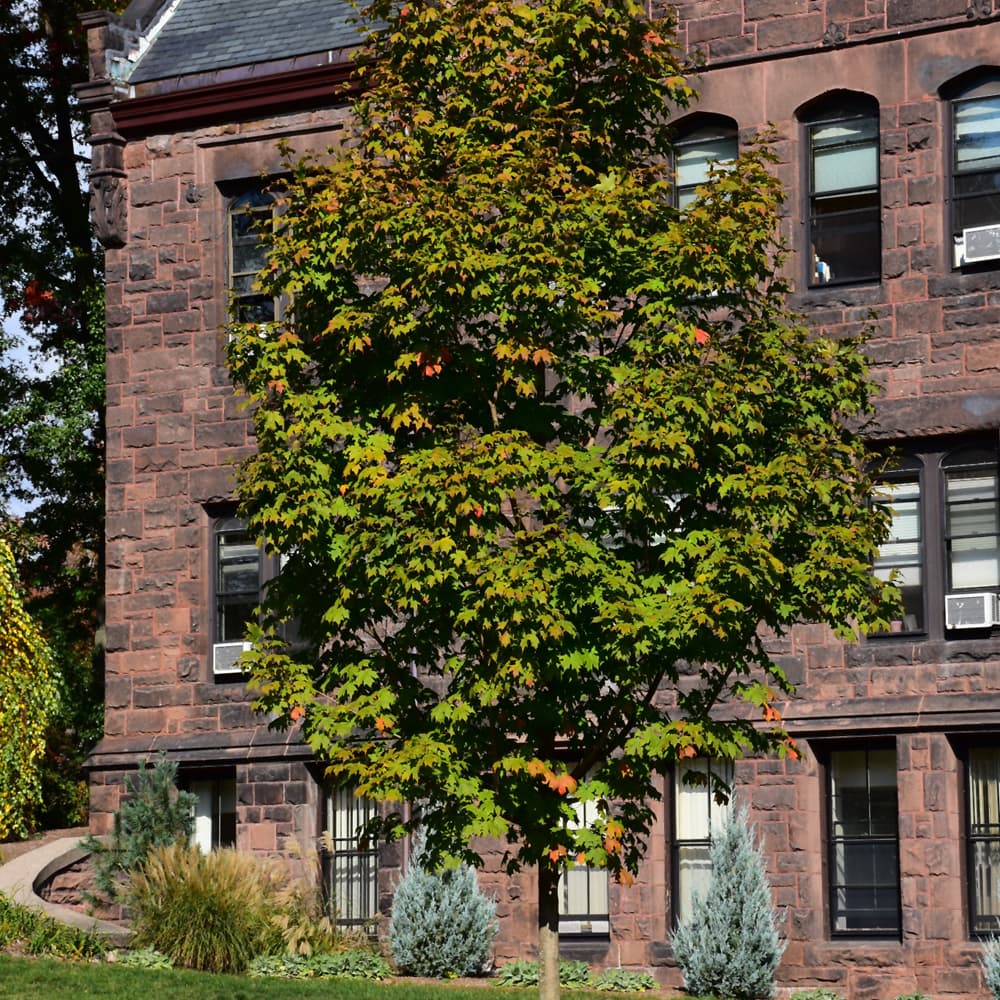 NetPS Plant Finder (www.netpsplantfinder.com)