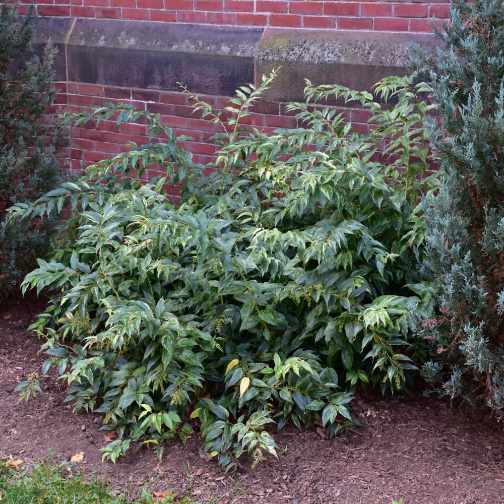 NetPS Plant Finder (www.netpsplantfinder.com)