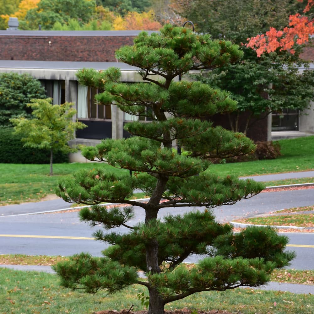 NetPS Plant Finder (www.netpsplantfinder.com)