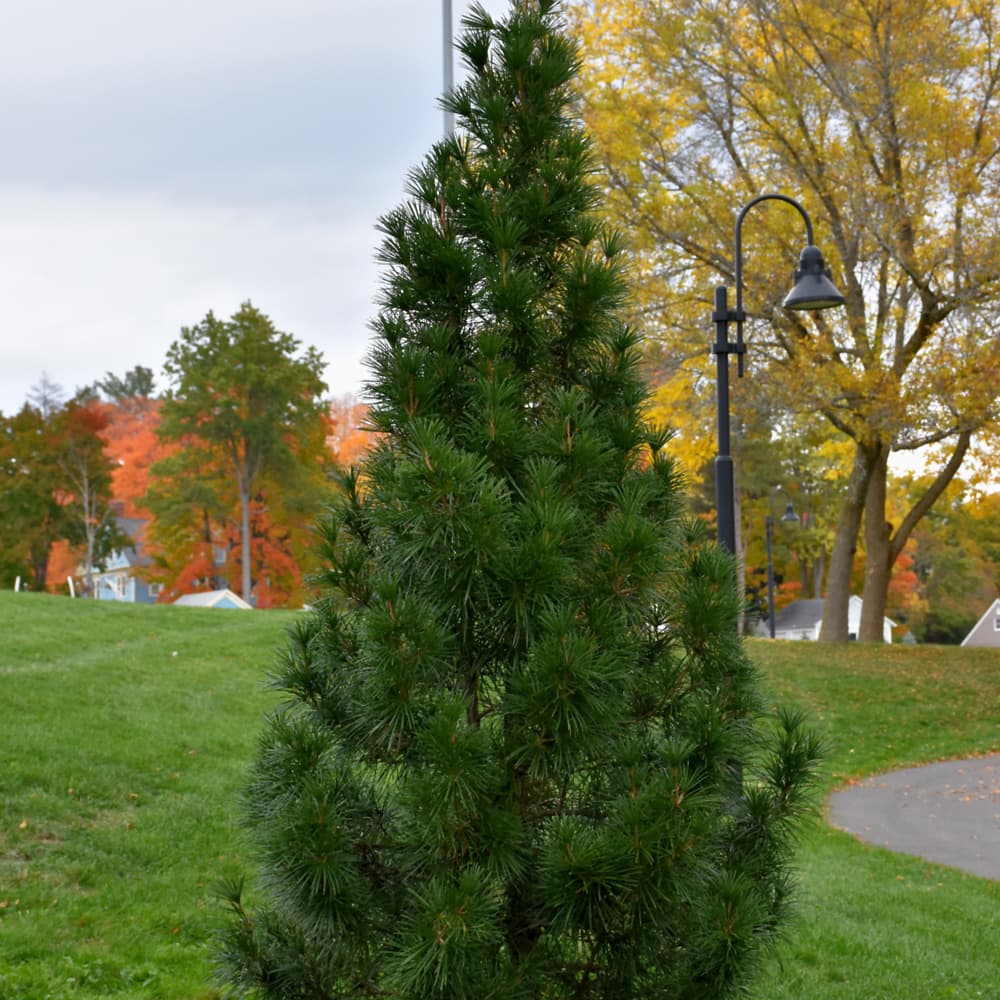 NetPS Plant Finder (www.netpsplantfinder.com)