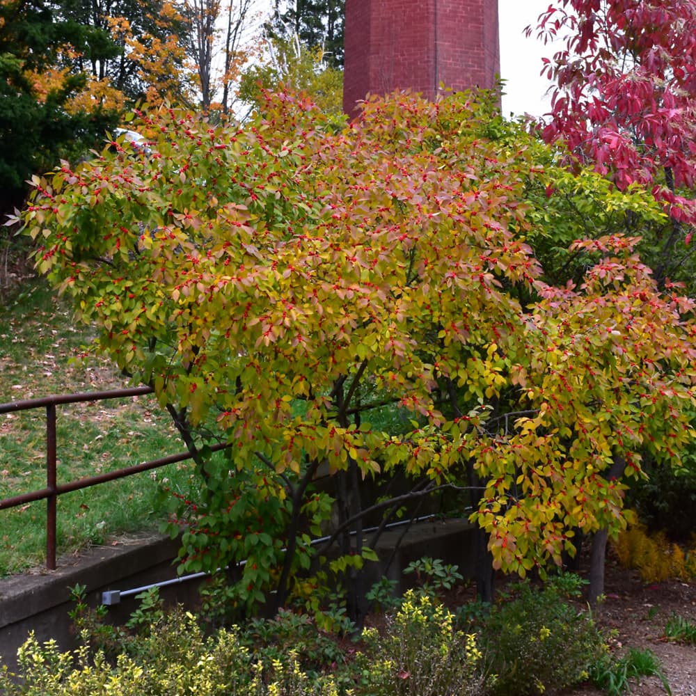 NetPS Plant Finder (www.netpsplantfinder.com)