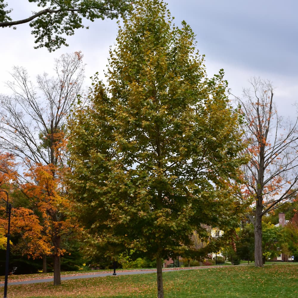 London Plane