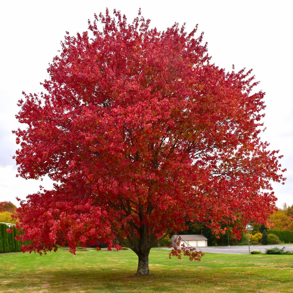 Maple Red