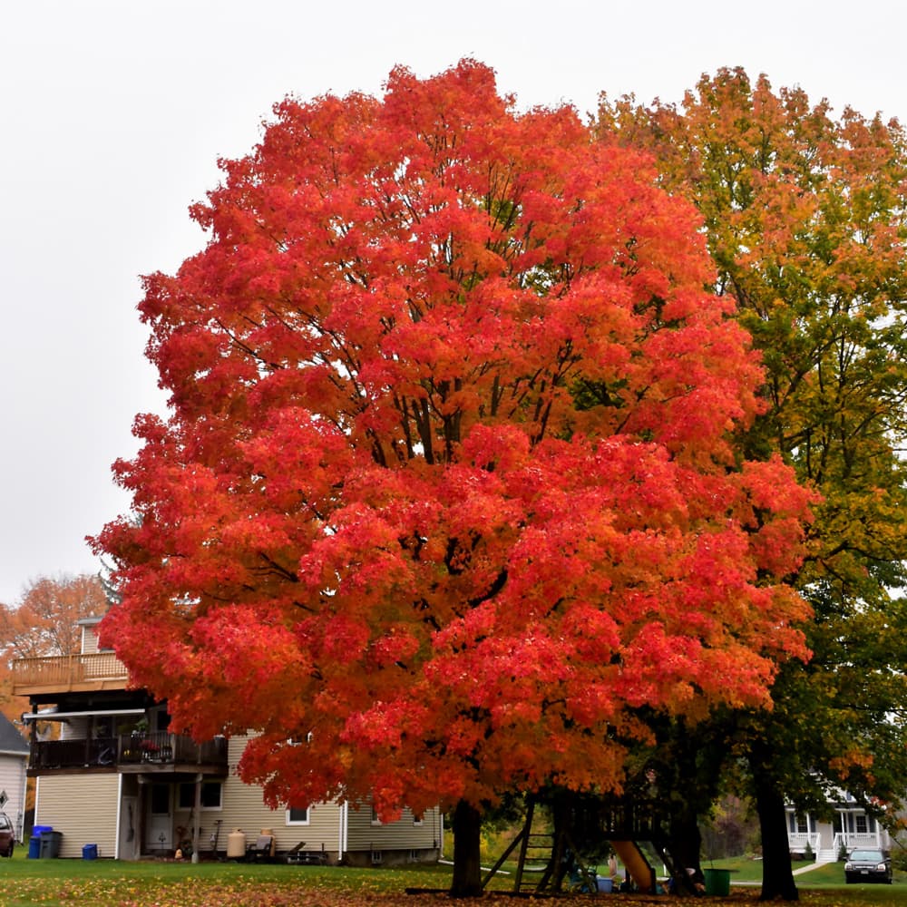 Maple Green Mountain