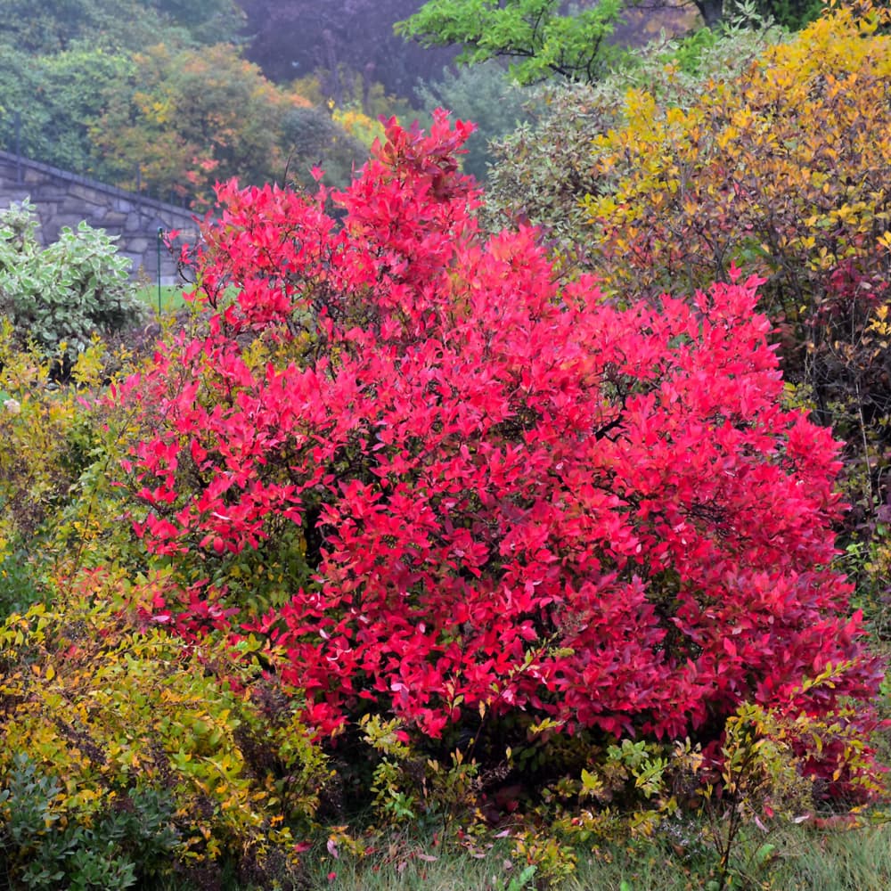 NetPS Plant Finder (www.netpsplantfinder.com)