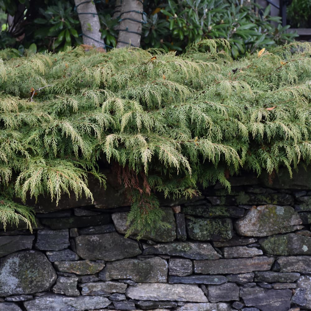 NetPS Plant Finder (www.netpsplantfinder.com)