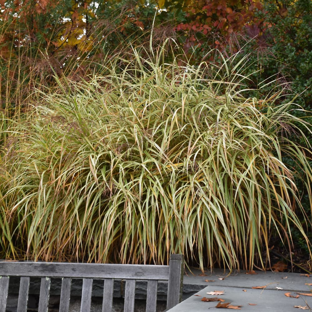 NetPS Plant Finder (www.netpsplantfinder.com)