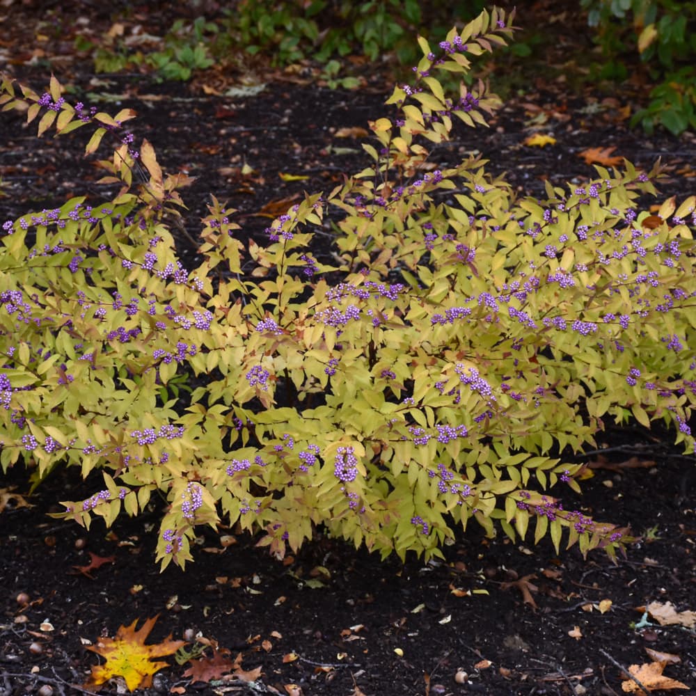 NetPS Plant Finder (www.netpsplantfinder.com)