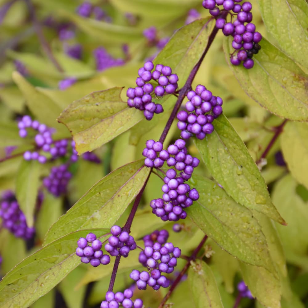 Beautyberry Early Amethyst