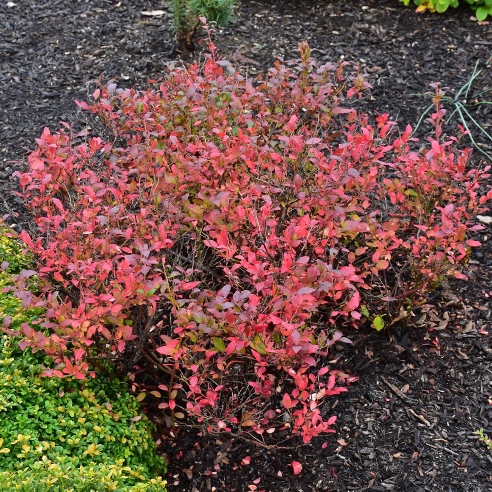 NetPS Plant Finder (www.netpsplantfinder.com)