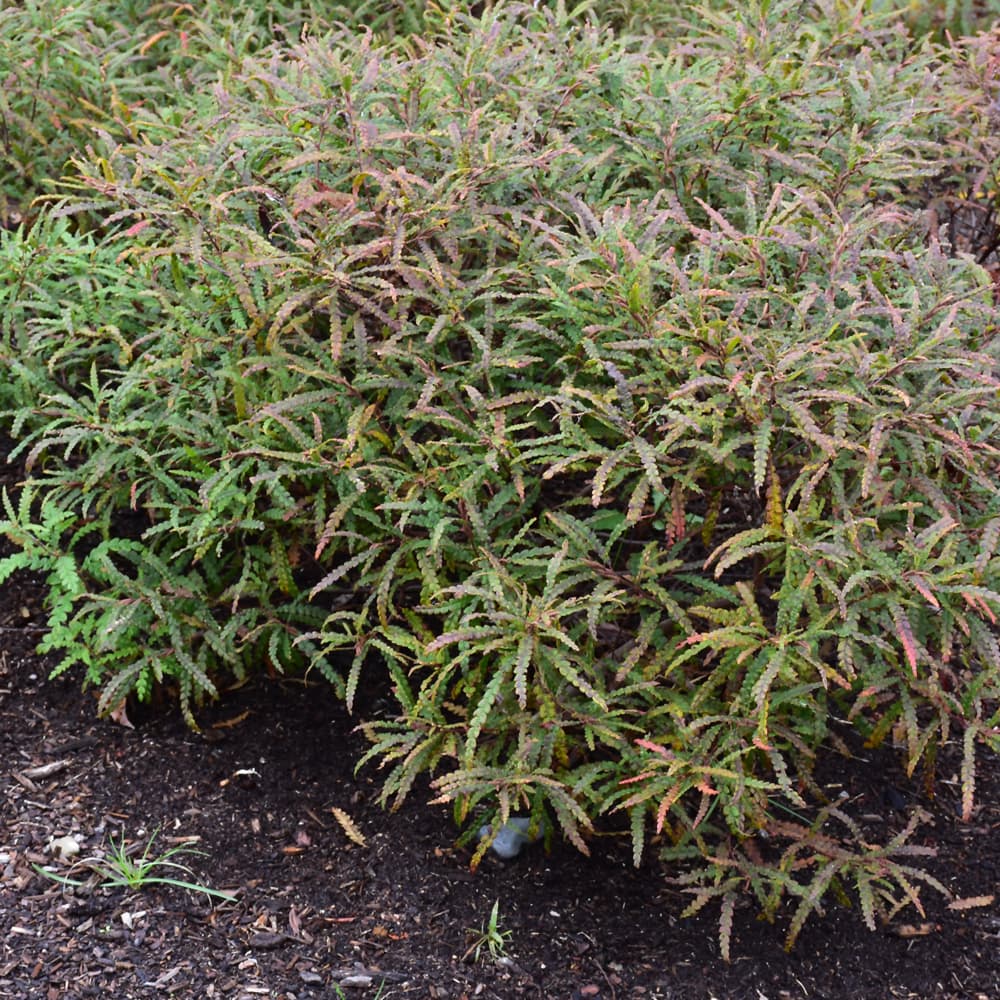 NetPS Plant Finder (www.netpsplantfinder.com)