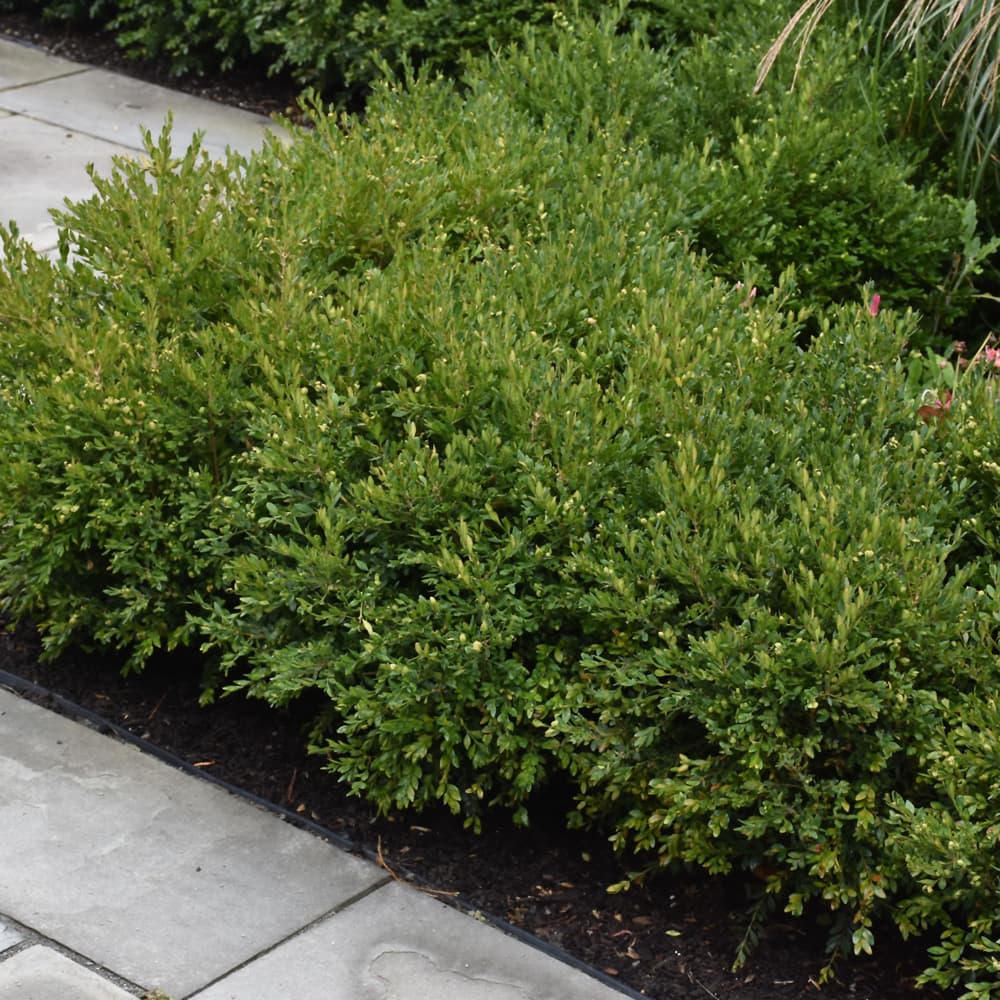 NetPS Plant Finder (www.netpsplantfinder.com)