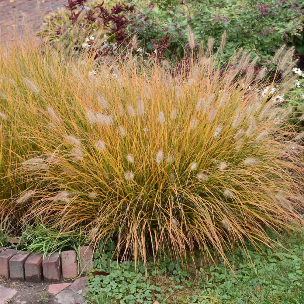 NetPS Plant Finder (www.netpsplantfinder.com)