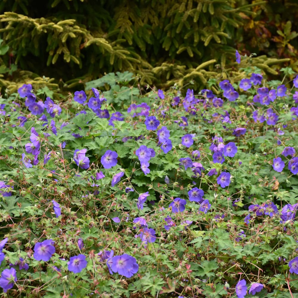 NetPS Plant Finder (www.netpsplantfinder.com)