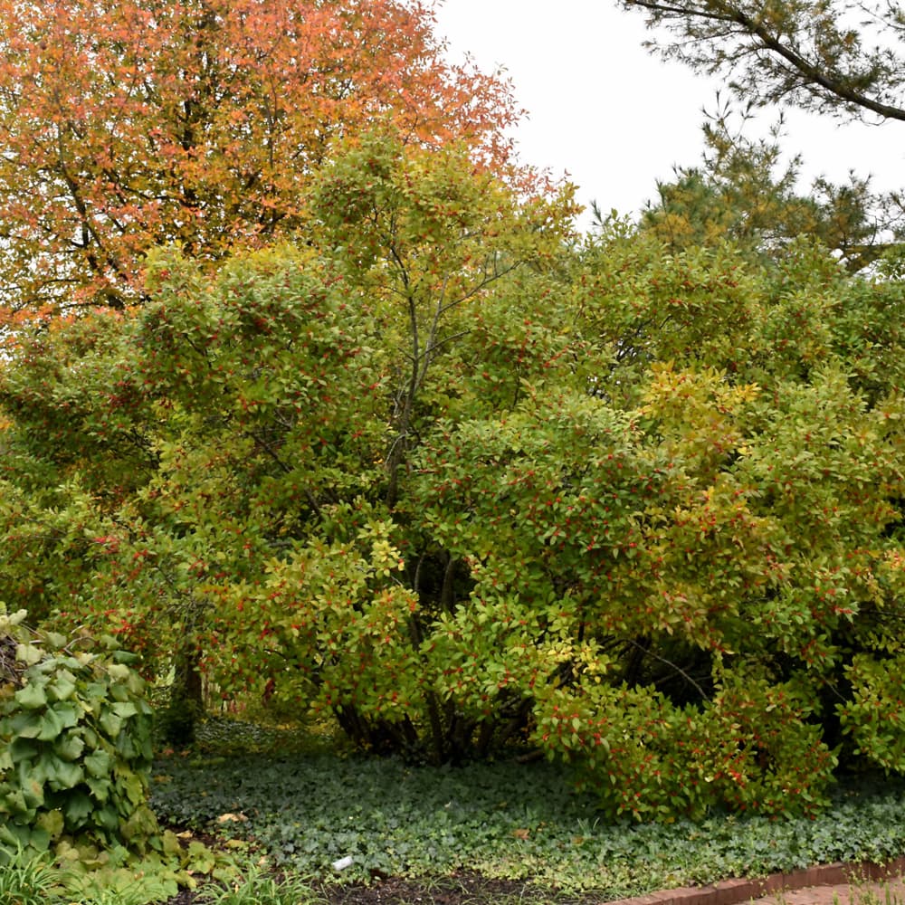 NetPS Plant Finder (www.netpsplantfinder.com)