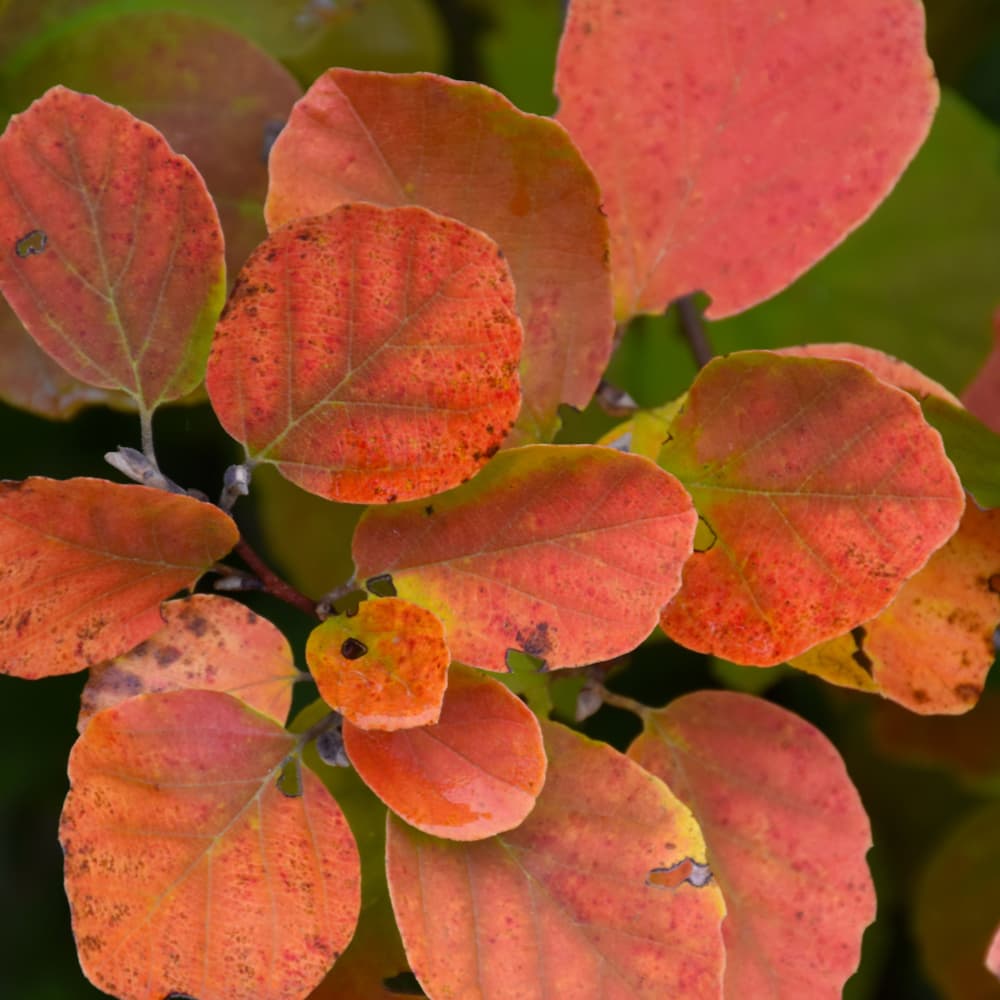 NetPS Plant Finder (www.netpsplantfinder.com)