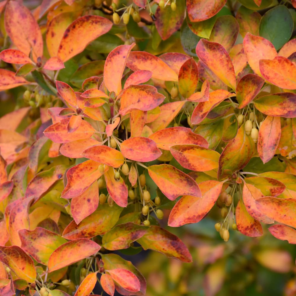 NetPS Plant Finder (www.netpsplantfinder.com)