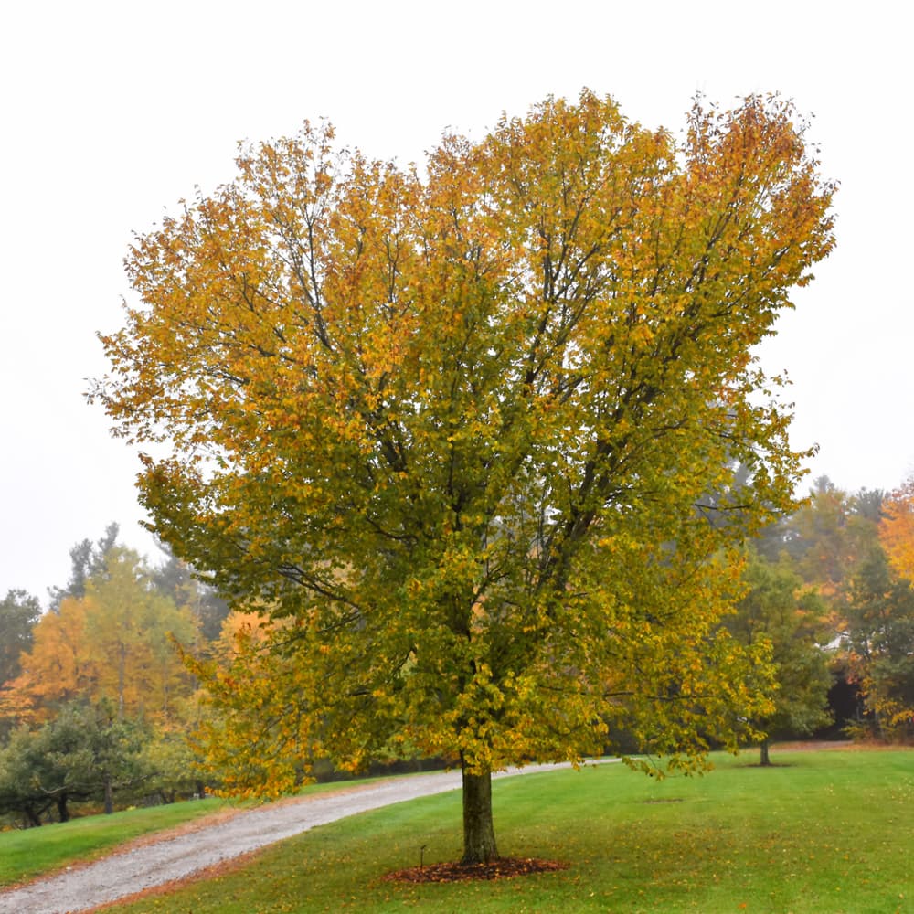 Elm Liberty