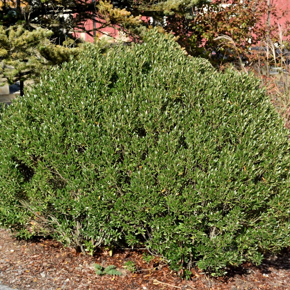 Ilex Shamrock