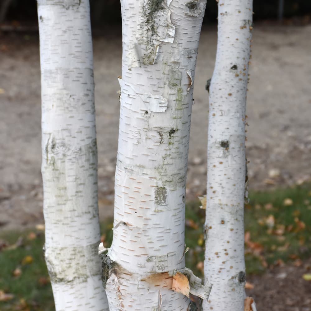 NetPS Plant Finder (www.netpsplantfinder.com)