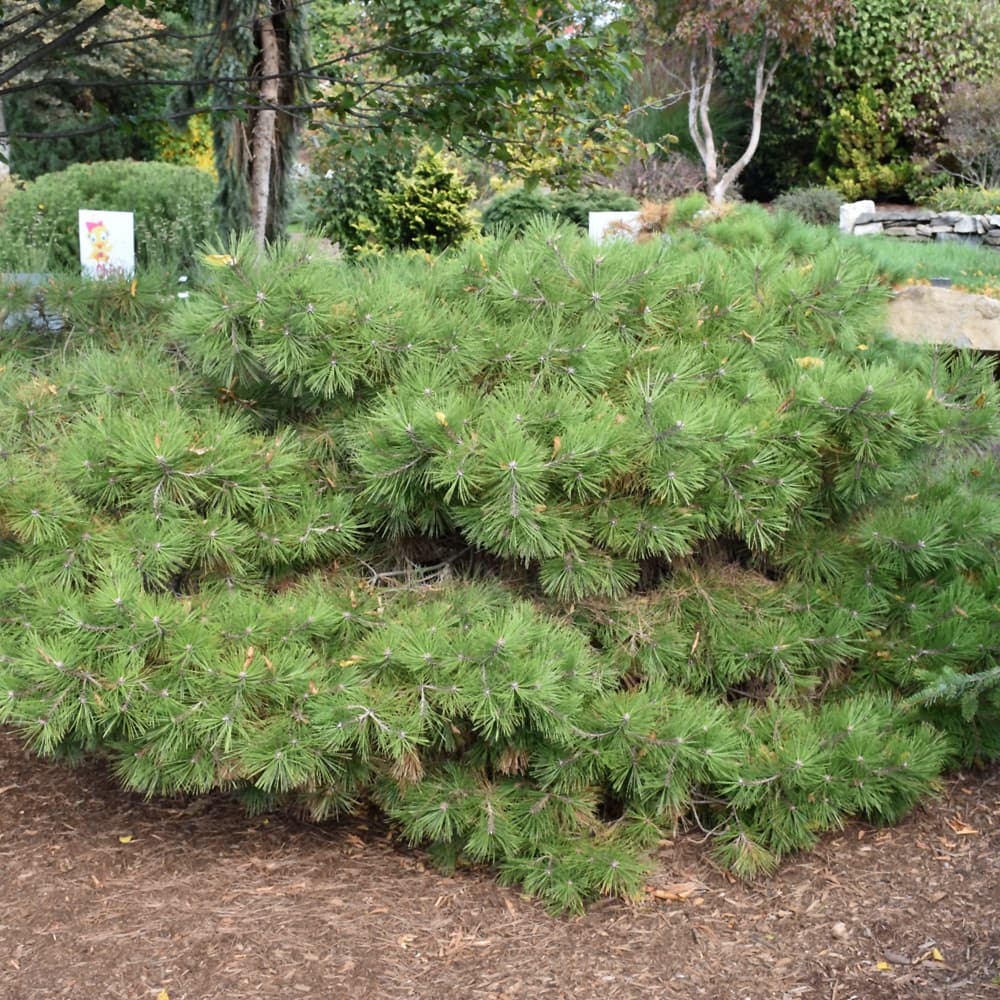 Pine Oregon Green
