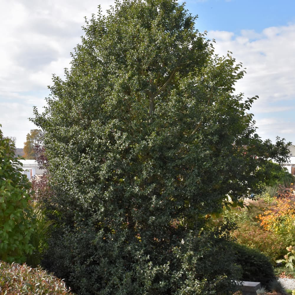 NetPS Plant Finder (www.netpsplantfinder.com)