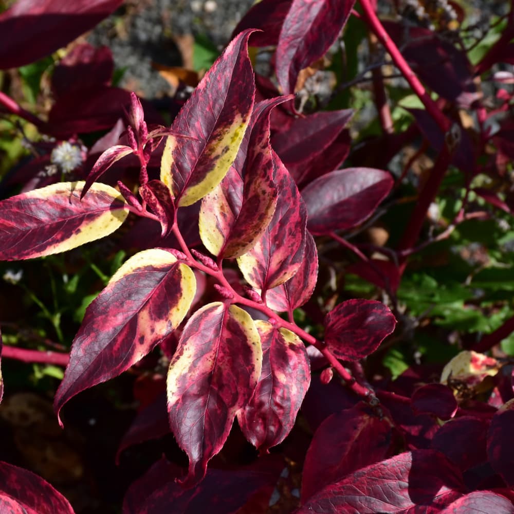 NetPS Plant Finder (www.netpsplantfinder.com)