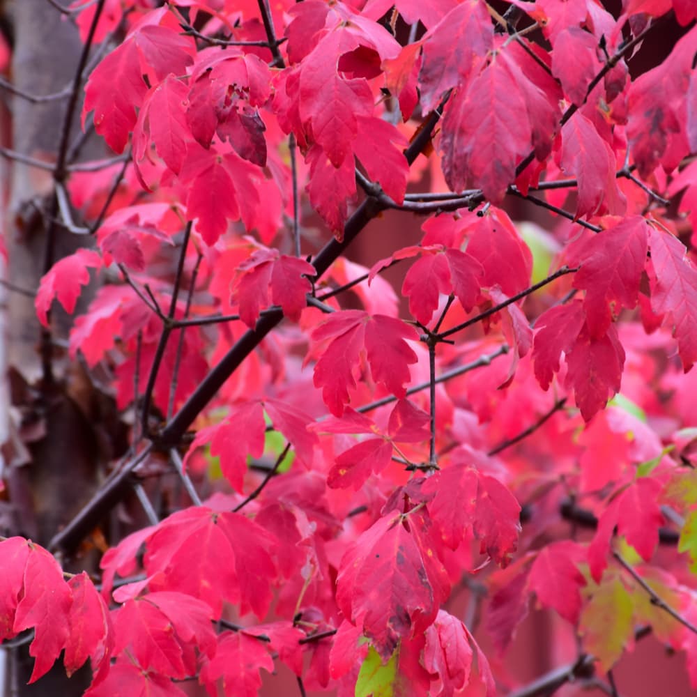 NetPS Plant Finder (www.netpsplantfinder.com)