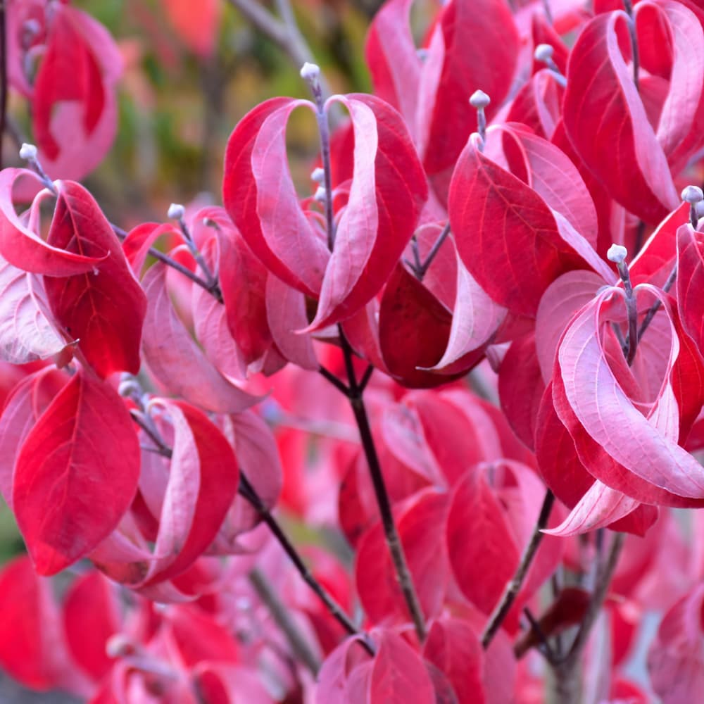 NetPS Plant Finder (www.netpsplantfinder.com)