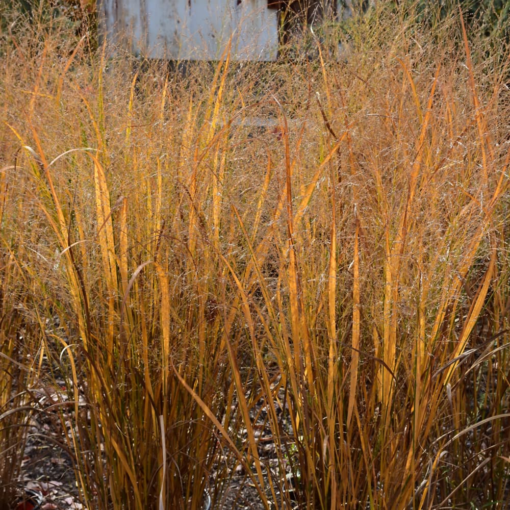 NetPS Plant Finder (www.netpsplantfinder.com)