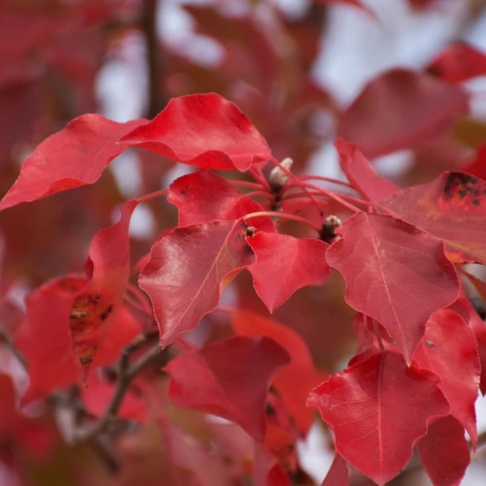 NetPS Plant Finder (www.netpsplantfinder.com)