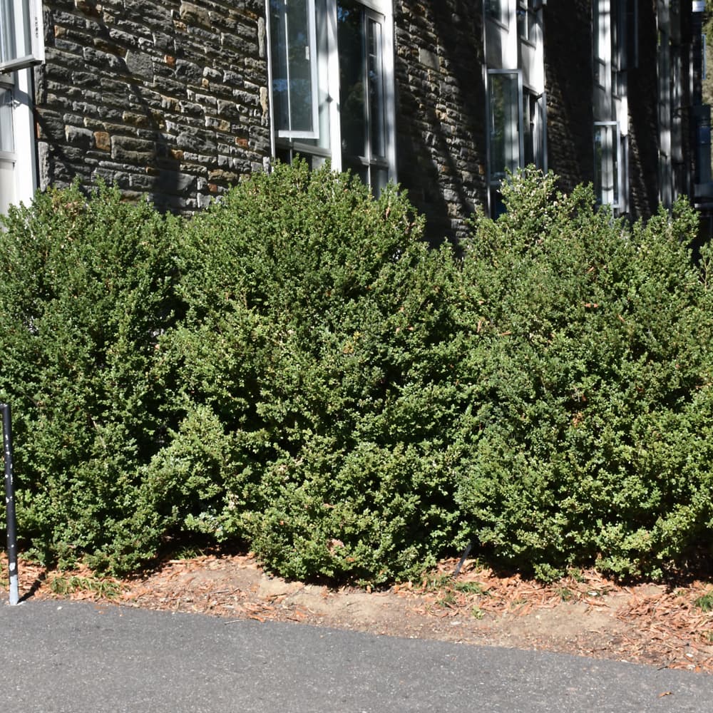 NetPS Plant Finder (www.netpsplantfinder.com)