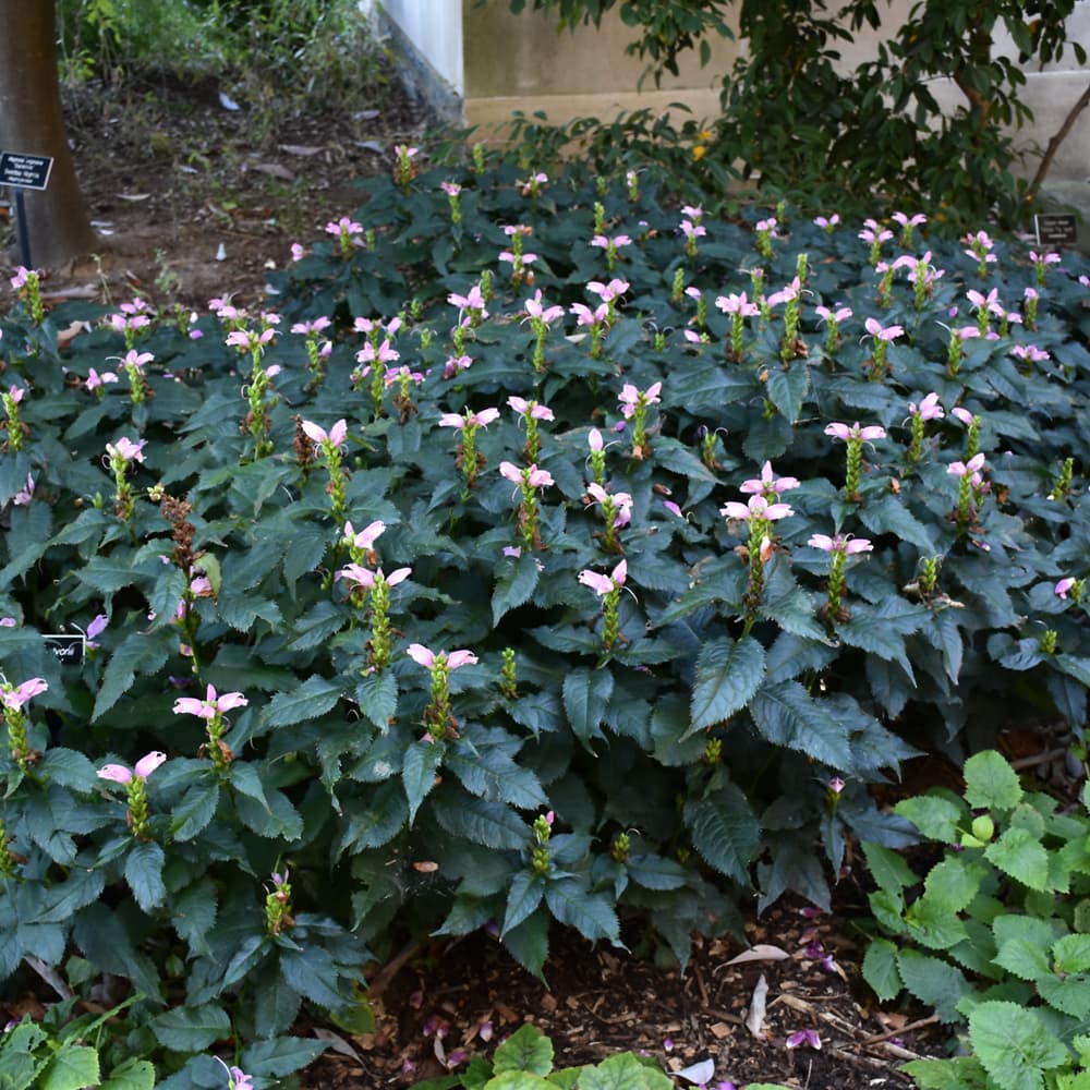 NetPS Plant Finder (www.netpsplantfinder.com)