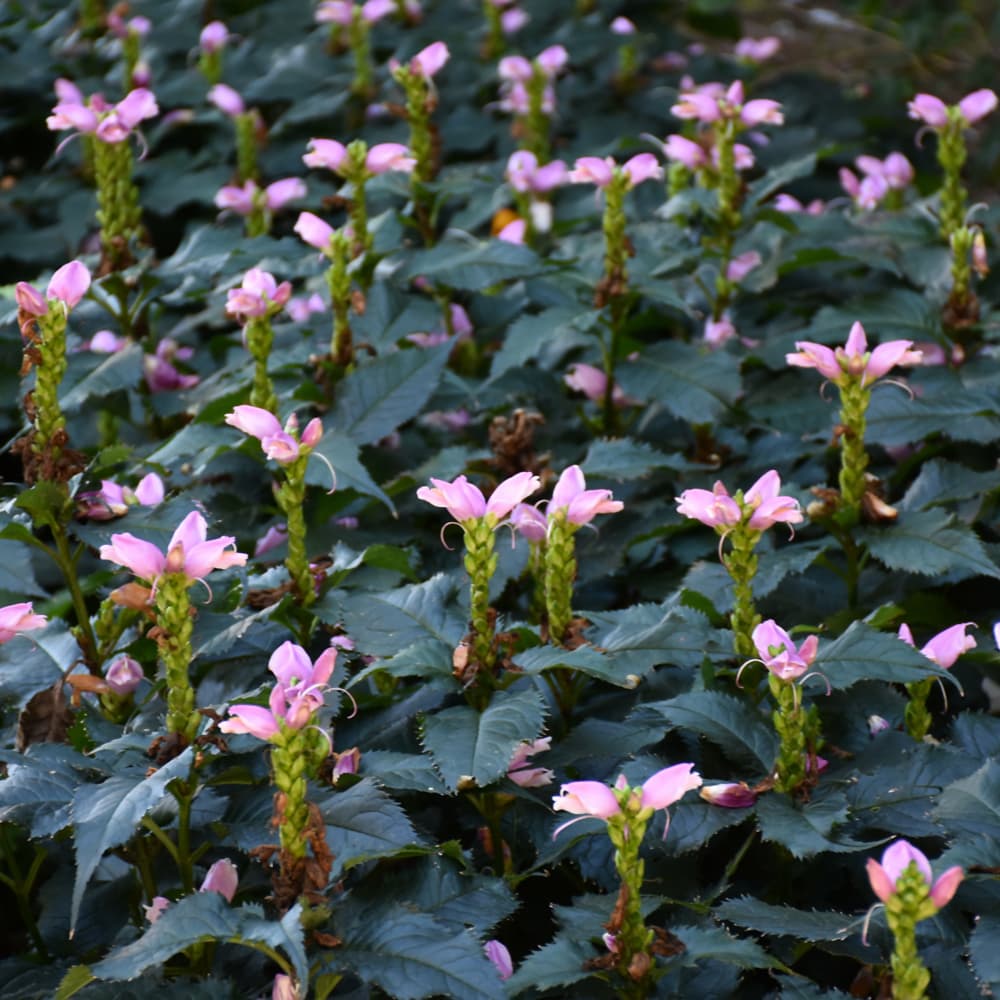 NetPS Plant Finder (www.netpsplantfinder.com)